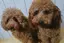 hiro╰(*´︶`*)╯のプロフィール画像