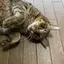 ふたかわのプロフィール画像