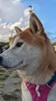 Ayaのプロフィール画像