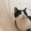 ねこのプロフィール画像