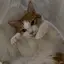 アスカのプロフィール画像