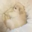 春花のプロフィール画像
