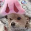 May'uのプロフィール画像