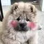 sappe_tokyoのプロフィール画像