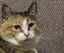 せんちゃんのプロフィール画像