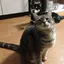 りいのプロフィール画像