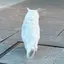 ことみゃのプロフィール画像