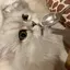 ももこのプロフィール画像