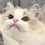 アンのプロフィール画像