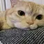 なかじまのプロフィール画像