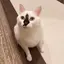 Yのプロフィール画像