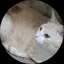 羊のプロフィール画像