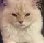 ゆのプロフィール画像