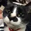 だつのプロフィール画像
