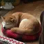 さくのプロフィール画像