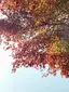 紅葉のプロフィール画像