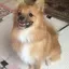 ちょこのプロフィール画像