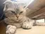 Narumin🐱のプロフィール画像