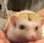 さとうのプロフィール画像