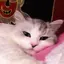 ちゃそこのプロフィール画像