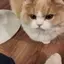 nyanのプロフィール画像