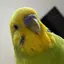 こうめちゃんのプロフィール画像