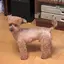 かほのプロフィール画像