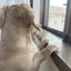 🐶のプロフィール画像