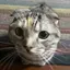 🐱のプロフィール画像