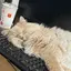 はなのプロフィール画像