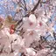 うちやまのプロフィール画像