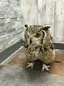 えぼしなまこのプロフィール画像