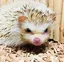 あかねのプロフィール画像