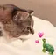 ラテのプロフィール画像