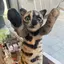 あんころもちのプロフィール画像