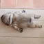 みきのプロフィール画像