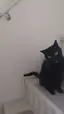ゴマのプロフィール画像