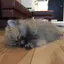 pokoのプロフィール画像