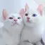 Cchanのプロフィール画像