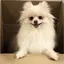 さかなのプロフィール画像