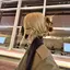 おぱんちゅうさぎのプロフィール画像