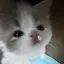 はしのプロフィール画像