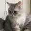 ツキのプロフィール画像