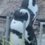 Sのプロフィール画像