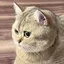 kabochaのプロフィール画像
