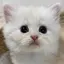みいのプロフィール画像