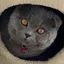 ちょこのプロフィール画像