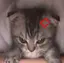 miiのプロフィール画像