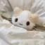 のんのプロフィール画像
