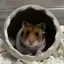 sakiのプロフィール画像